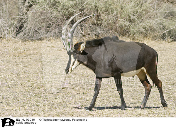 sable antelope / HJ-03036