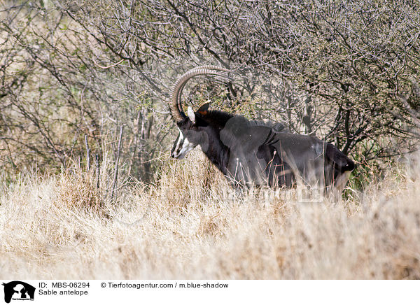 Sable antelope / MBS-06294