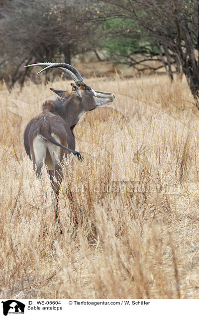 Sable antelope / WS-05604