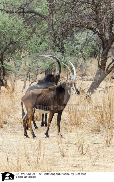 Sable antelope / WS-05609