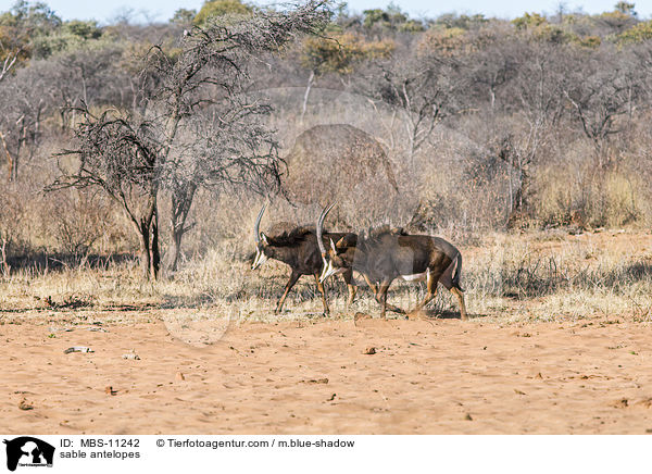 sable antelopes / MBS-11242