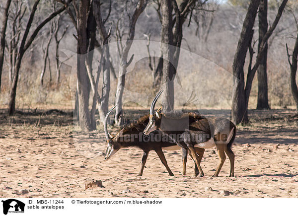 sable antelopes / MBS-11244