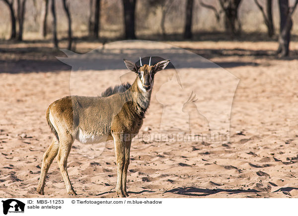 sable antelope / MBS-11253