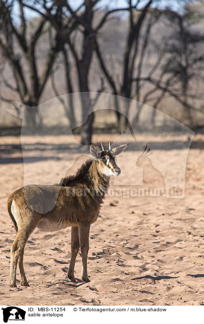 sable antelope / MBS-11254