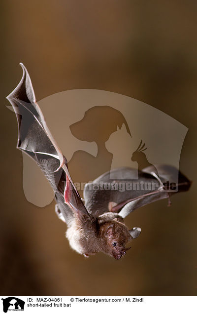 short-tailed fruit bat / MAZ-04861