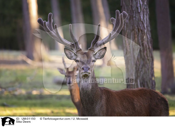 Sika Deers / UM-01150