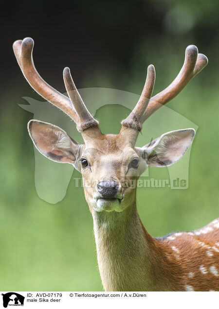 male Sika deer / AVD-07179