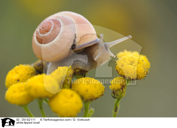 Garten-Bnderschnecke / white-lipped snail / DV-02111