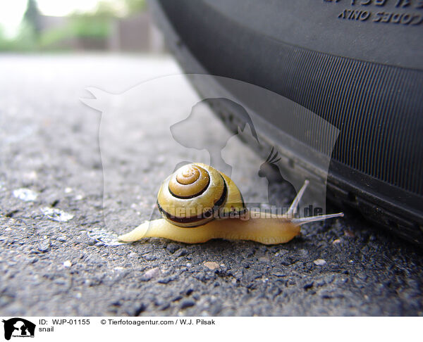 snail / WJP-01155