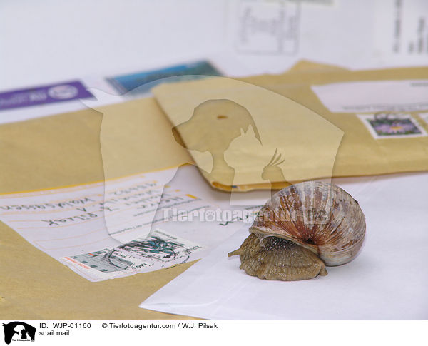 snail mail / WJP-01160