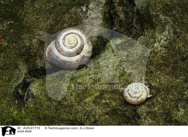 snail shell / AVD-01710