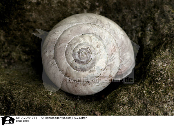 snail shell / AVD-01711