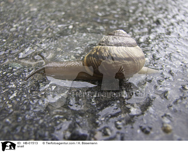 snail / HB-01513