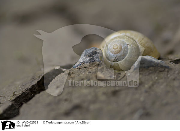 snail shell / AVD-02523