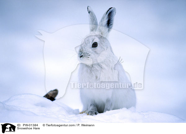 Schneeschuh-Hase / Snowshoe Hare / PW-01384