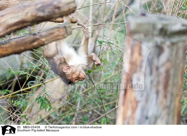 Southern Pig-tailed Macaque / MBS-05408