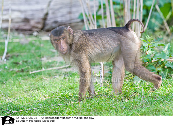 Southern Pig-tailed Macaque / MBS-05708