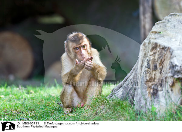 Southern Pig-tailed Macaque / MBS-05713
