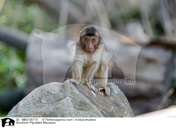 Southern Pig-tailed Macaque / MBS-05715