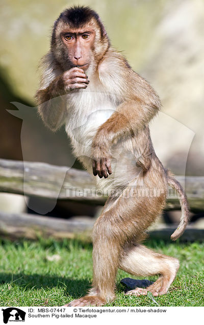 Southern Pig-tailed Macaque / MBS-07447