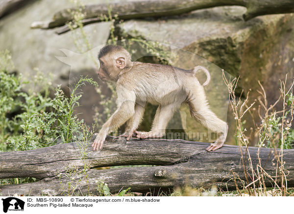 Sdlicher Schweinsaffe / Southern Pig-tailed Macaque / MBS-10890