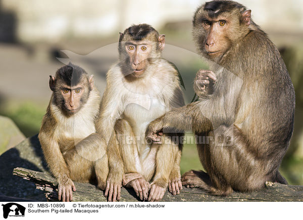 Sdliche Schweinsaffen / Southern Pig-tailed Macaques / MBS-10896