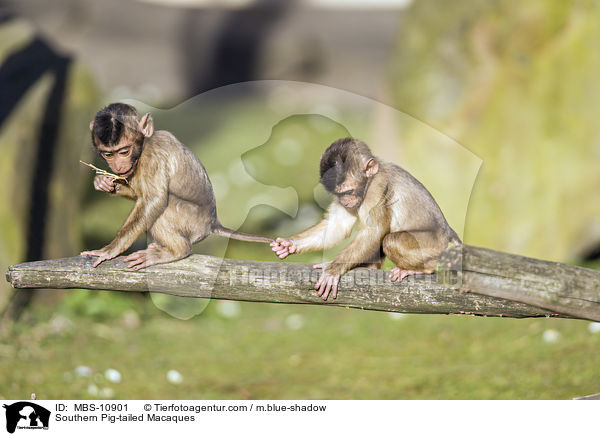 Southern Pig-tailed Macaques / MBS-10901