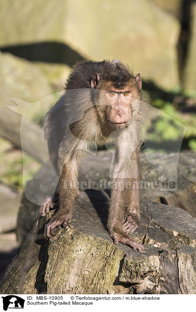 Sdlicher Schweinsaffe / Southern Pig-tailed Macaque / MBS-10905