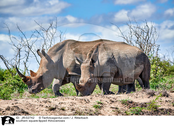 Sdliche Breitmaulnashrner / southern square-lipped rhinoceroses / JR-02742