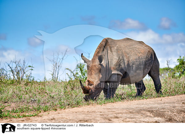 Sdliches Breitmaulnashorn / southern square-lipped rhinoceros / JR-02743