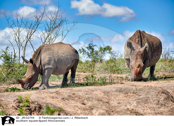 Sdliche Breitmaulnashrner / southern square-lipped rhinoceroses / JR-02744