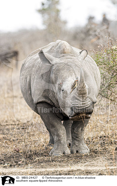Sdliches Breitmaulnashorn / southern square-lipped rhinoceros / MBS-24427