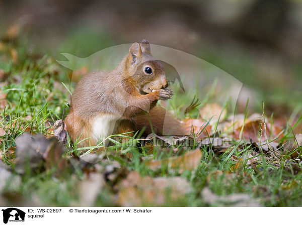 squirrel / WS-02897