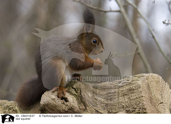Eichhrnchen / red squirrel / CM-01637