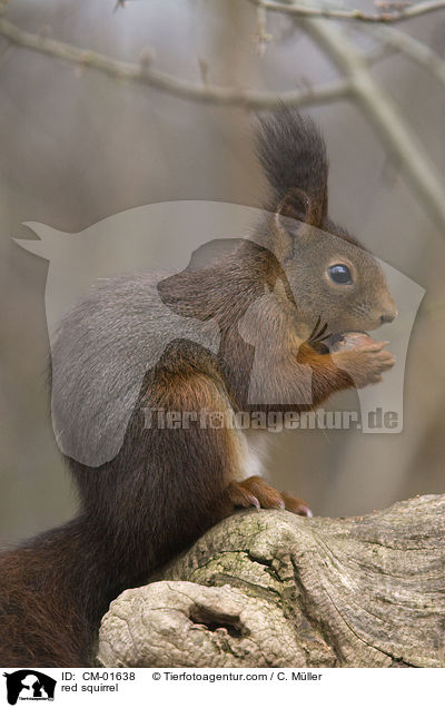 Eichhrnchen / red squirrel / CM-01638