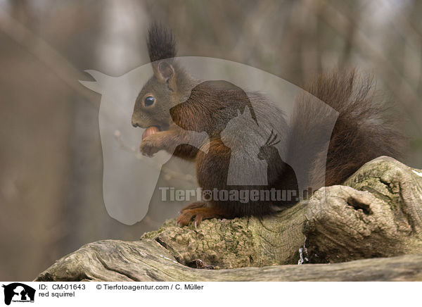 red squirrel / CM-01643