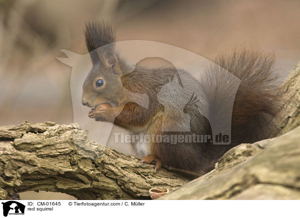 Eichhrnchen / red squirrel / CM-01645