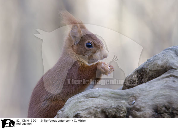 Eichhrnchen / red squirrel / CM-01650