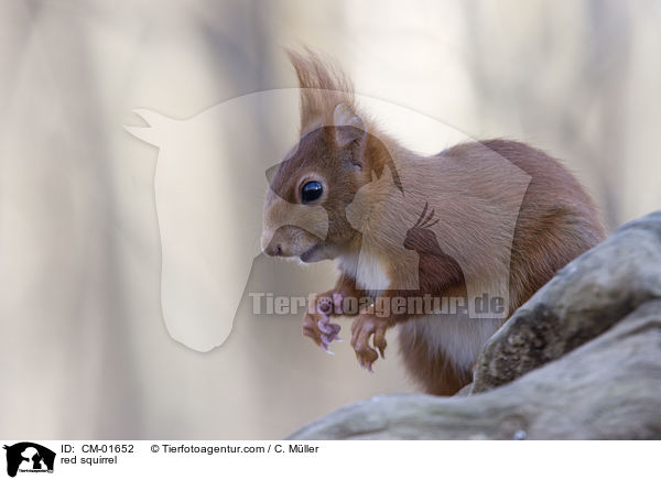 red squirrel / CM-01652