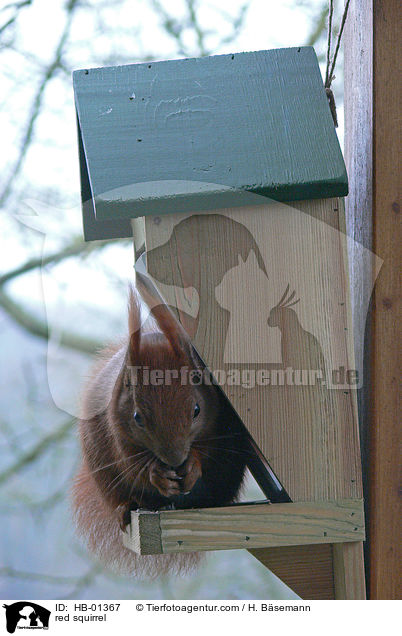 red squirrel / HB-01367