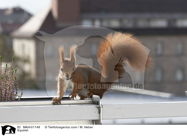 Eichhrnchen / Squirrel / MAH-01148