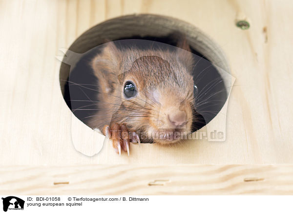 young european squirrel / BDI-01058