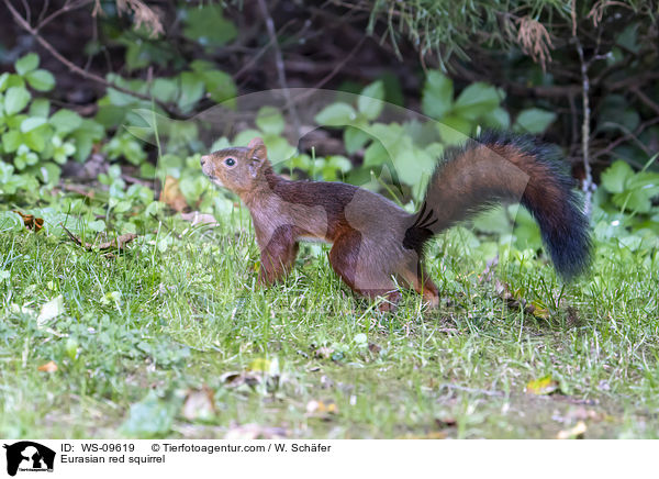 Eurasian red squirrel / WS-09619