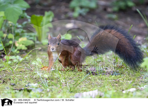 Eurasian red squirrel / WS-09620
