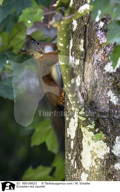 Eurasian red squirrel / WS-09623