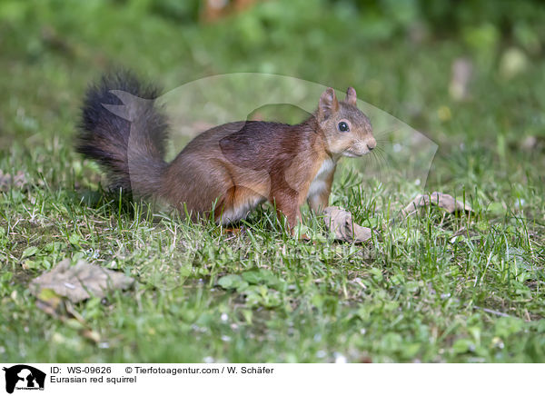 Eurasian red squirrel / WS-09626
