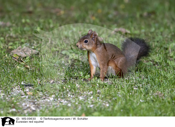 Eurasian red squirrel / WS-09630