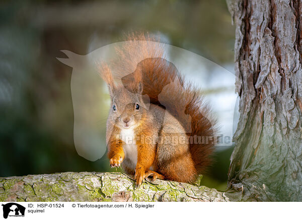 squirrel / HSP-01524
