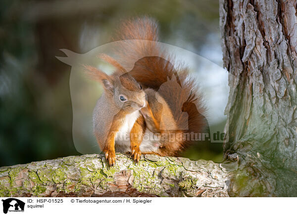 Eichhrnchen / squirrel / HSP-01525