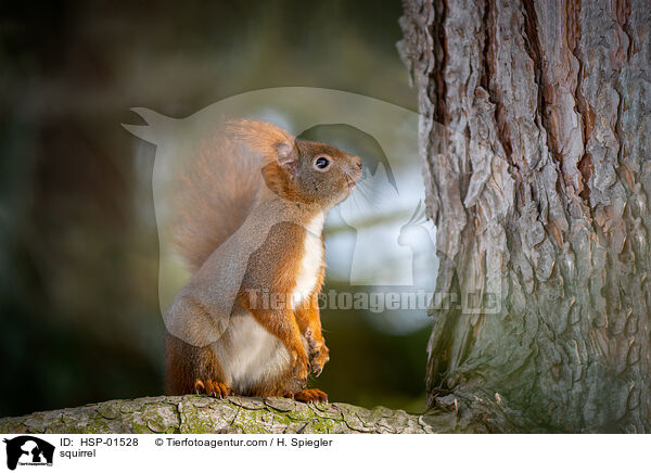 squirrel / HSP-01528